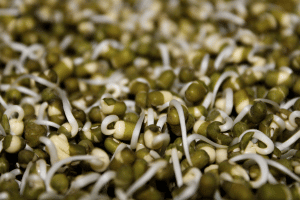 Mung Bean Sprouts