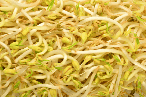 Soybean Sprouts