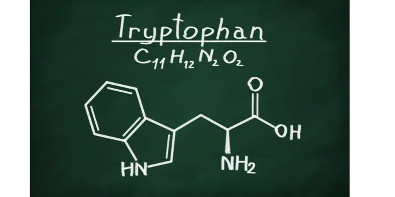 L-Tryptophan in Boosting Serotonin